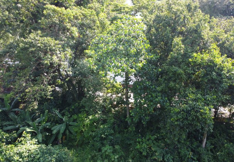 Damansara Heights (Bukit Damansara)