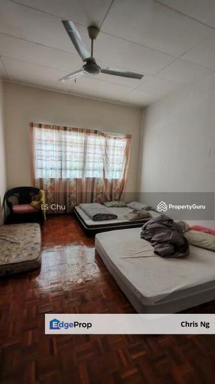 Anggerik Doritis @ Kota Kemuning, Shah Alam, Selangor, Selangor, Shah Alam