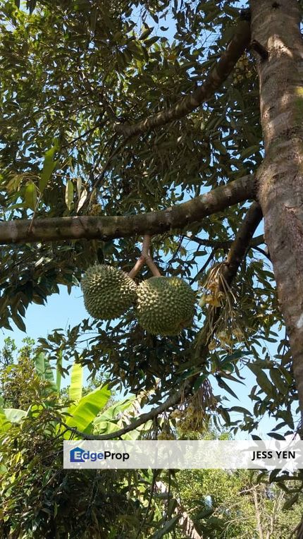 Agricultural Land Durian Musang King for Sale nearby Main Road Mantin Seremban, Negeri Sembilan, Seremban