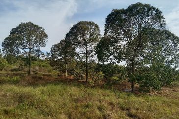 [ Freehold ] Musang King Durian Orchard Land for Sale Simpang Pertang Negeri Sembilan 