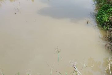 [ Freehold ] Musang King Durian Orchard Land for Sale Simpang Pertang Negeri Sembilan 