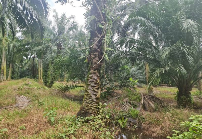 Teluk Panglima Garang