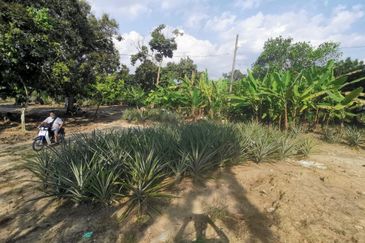 Mantin 3 Arce Agriculture Land, TNB & Water Supply