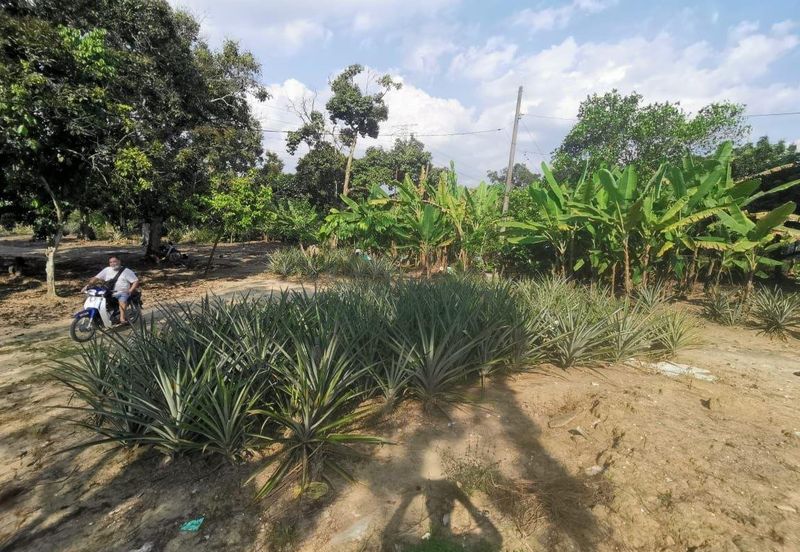 Mantin 3 Arce Agriculture Land, TNB & Water Supply