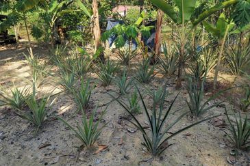 Mantin 3 Arce Agriculture Land, TNB & Water Supply