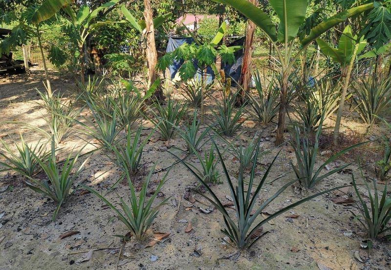 Mantin 3 Arce Agriculture Land, TNB & Water Supply