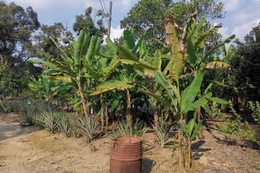 Mantin 3 Arce Agriculture Land, TNB & Water Supply