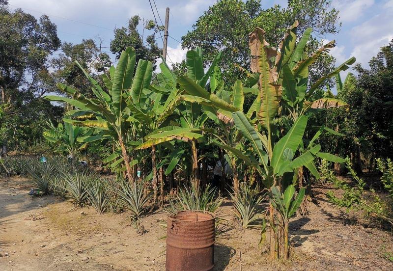 Mantin 3 Arce Agriculture Land, TNB & Water Supply