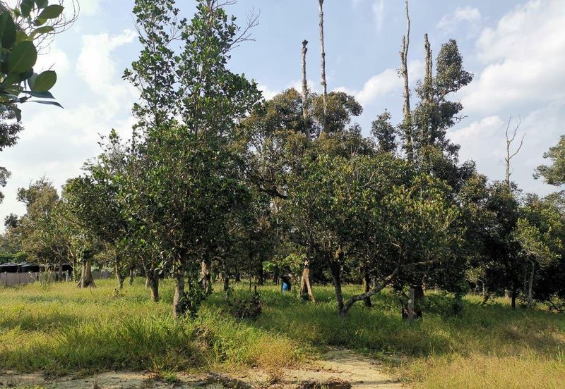 Mantin 3 Arce Agriculture Land, TNB & Water Supply