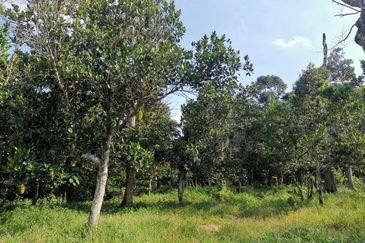 Mantin 3 Arce Agriculture Land, TNB & Water Supply