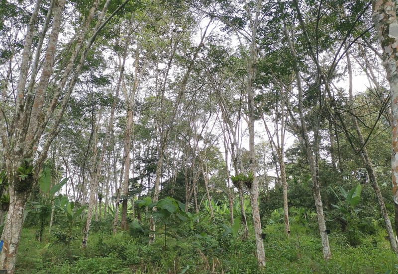 10 Arce Agriculture Land