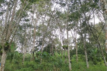 10 Arce Agriculture Land