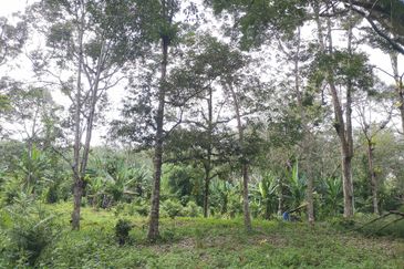 10 Arce Agriculture Land