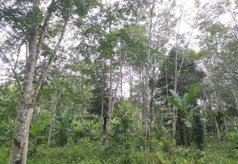 10 Arce Agriculture Land