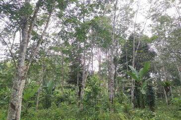 10 Arce Agriculture Land