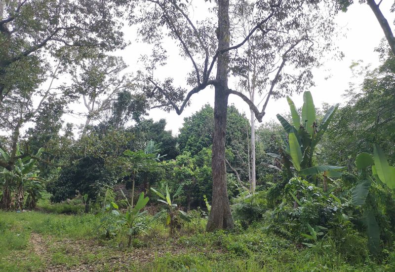 10 Arce Agriculture Land