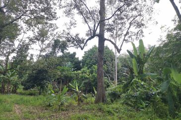 10 Arce Agriculture Land