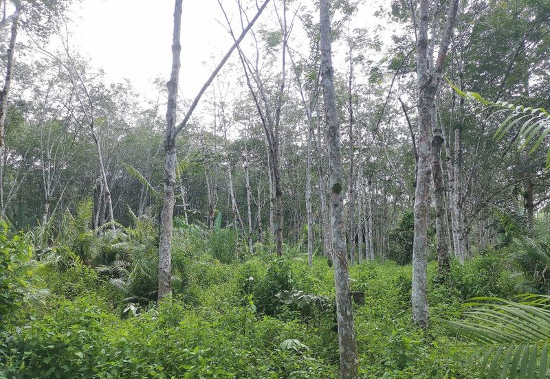 10 Arce Agriculture Land