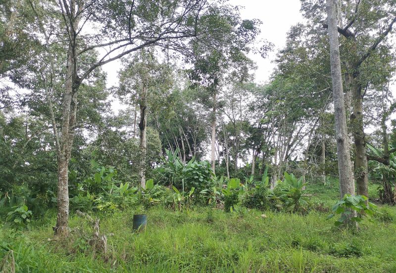 10 Arce Agriculture Land