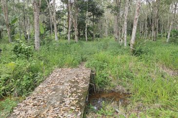 10 Arce Agriculture Land