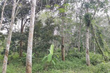 10 Arce Agriculture Land