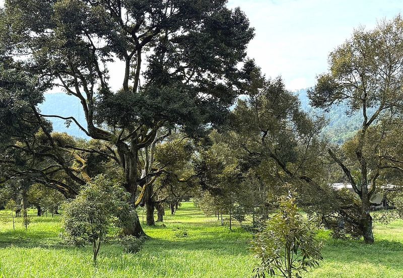 Kampung Mantin Dalam