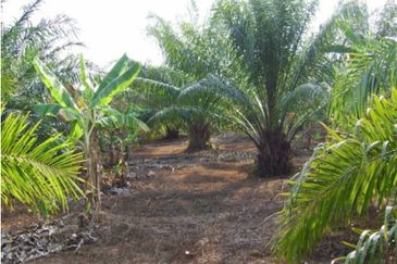 Warehouse with Land, Asam Jawa, Kuala Selangor
