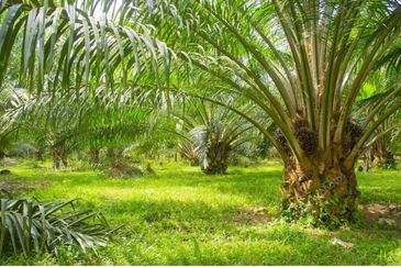 Warehouse with Land, Asam Jawa, Kuala Selangor