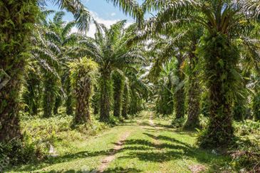 Warehouse with Land, Asam Jawa, Kuala Selangor