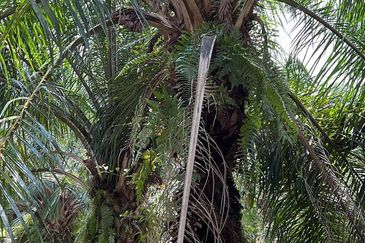 Agriculture Land, Kuala Selangor  0.4046 Hektar , Land For Sale 