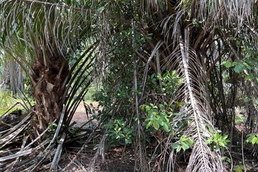 Agriculture Land, Kuala Selangor  0.4046 Hektar , Land For Sale 