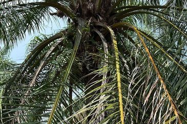 Agriculture Land, Kuala Selangor  0.4046 Hektar , Land For Sale 