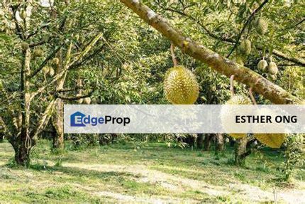 Freehold Durian Land For Sale In Simpang Pertang, Negeri Sembilan 2.737 acres , Beside main road, Negeri Sembilan, Jelebu