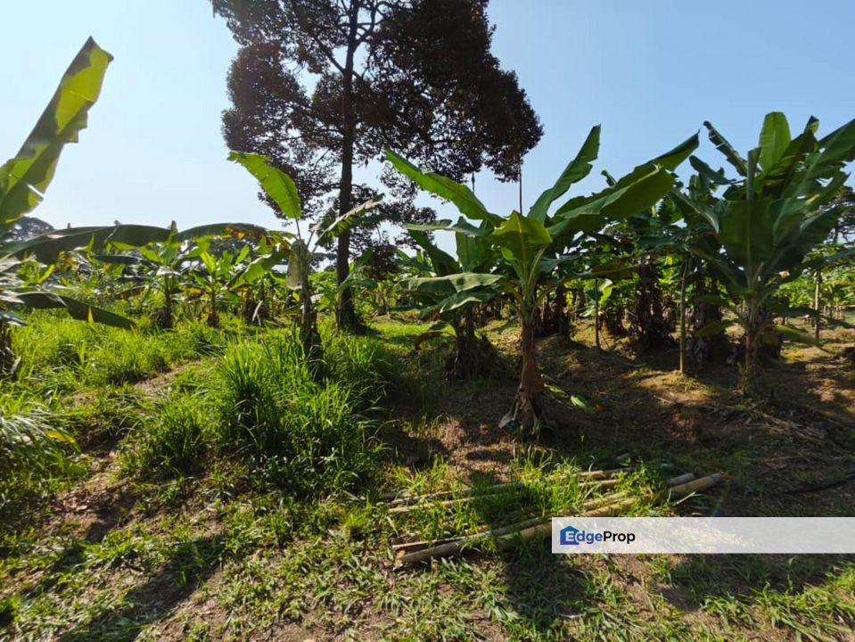 Melaka Ayer Molek Jalan Tambak Paya Main Road Flat Land Next to New Housing Development, Melaka, Melaka Tengah