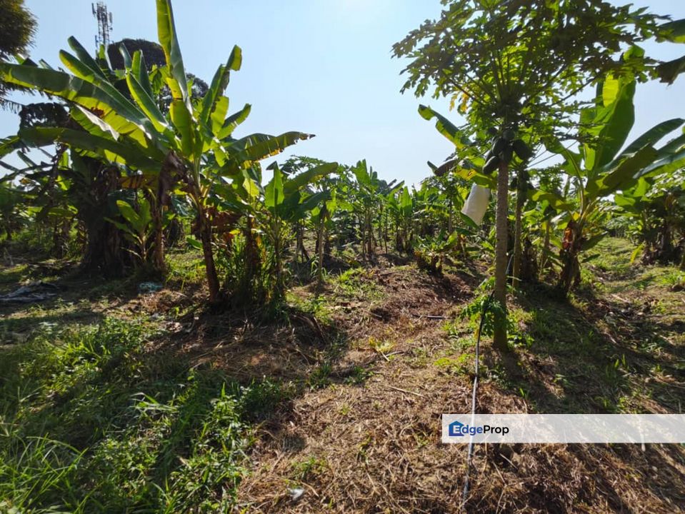 Melaka Ayer Molek Jalan Tambak Paya Main Road Flat Land Next to New Housing Development, Melaka, Melaka Tengah