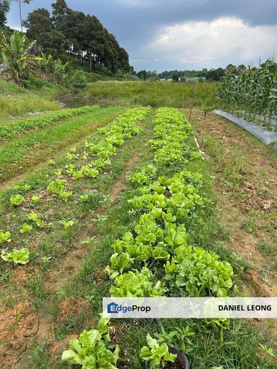 Antara Gapi Serendah Agriculture Land for Sale, Selangor, Rawang