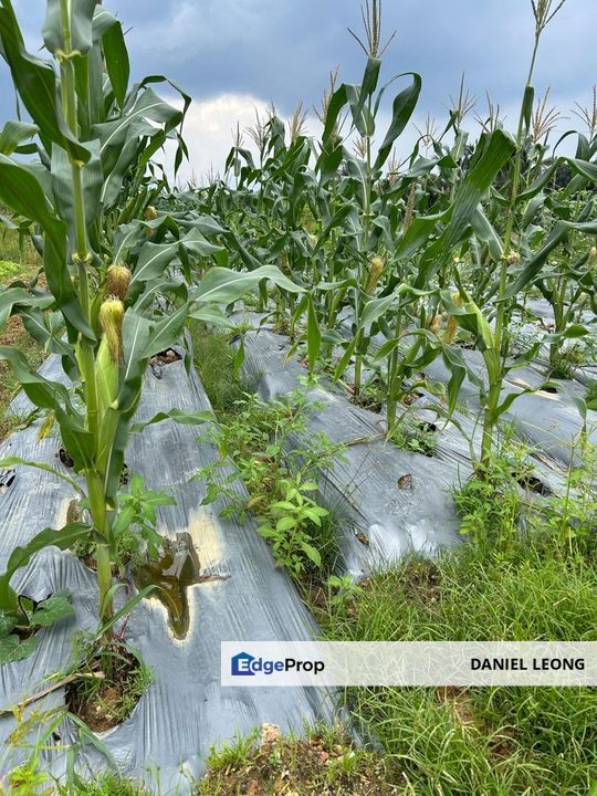 Antara Gapi Serendah Agriculture Land for Sale, Selangor, Rawang