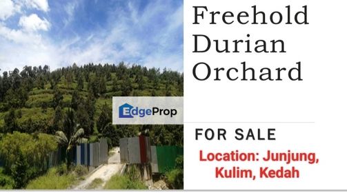 35 Acres Durian Orchard for Sale at Junjung, Kulim, Kedah, Kedah, Kulim