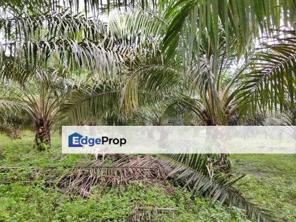 Agriculture land Kampung Ladang Batu for sale, Selangor, Tanjong Karang 