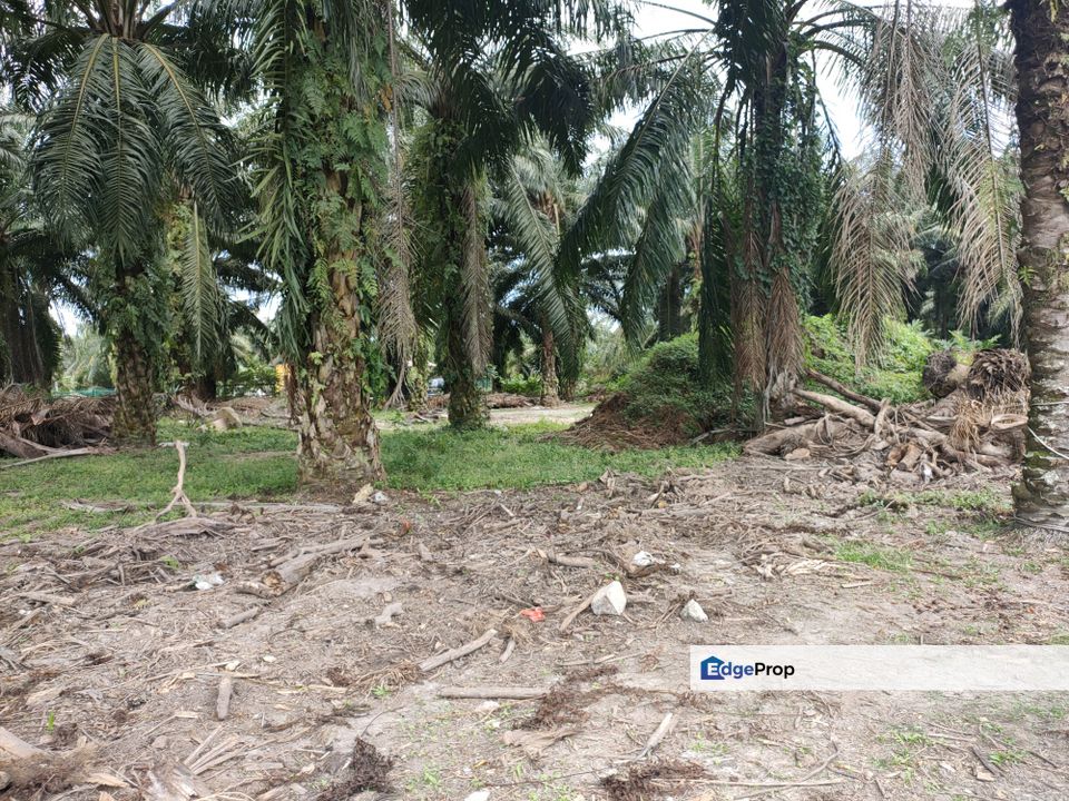 Agriculture land Kampung Ladang Batu for sale, Selangor, Tanjong Karang 