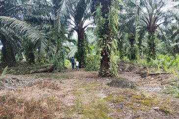 Pekan Tanjung Karang