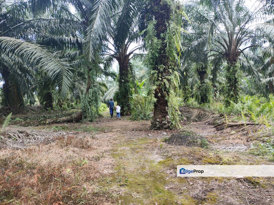 Agriculture land Kampung Ladang Batu for sale, Selangor, Tanjong Karang 