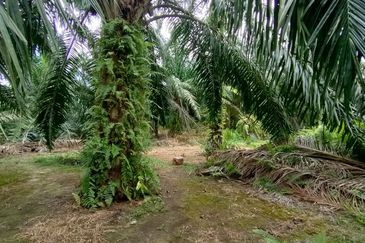 Pekan Tanjung Karang
