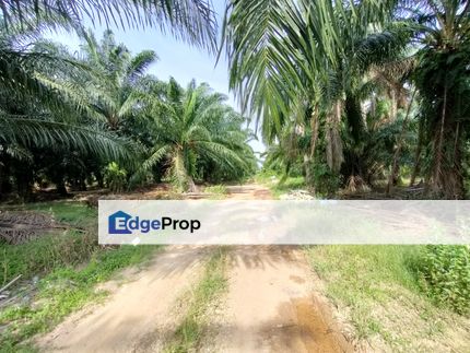 Kapar Agriculture land for rent 加埔地出租, Selangor, Kapar 