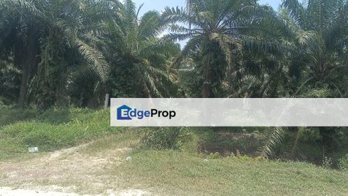 Agriculture land Bukit Perah Banting for rent, Selangor, Banting