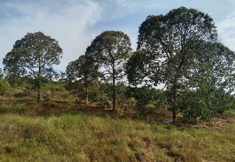 Durian Farm Land for Sale in Simpang Pertang 