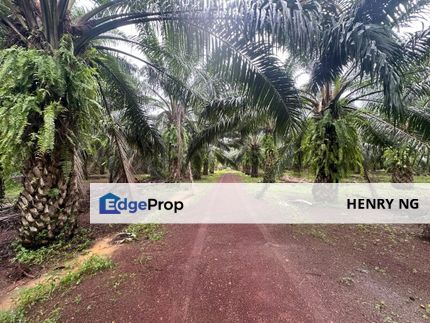Pendang Agriculture Land For Sale, Kedah, Pendang