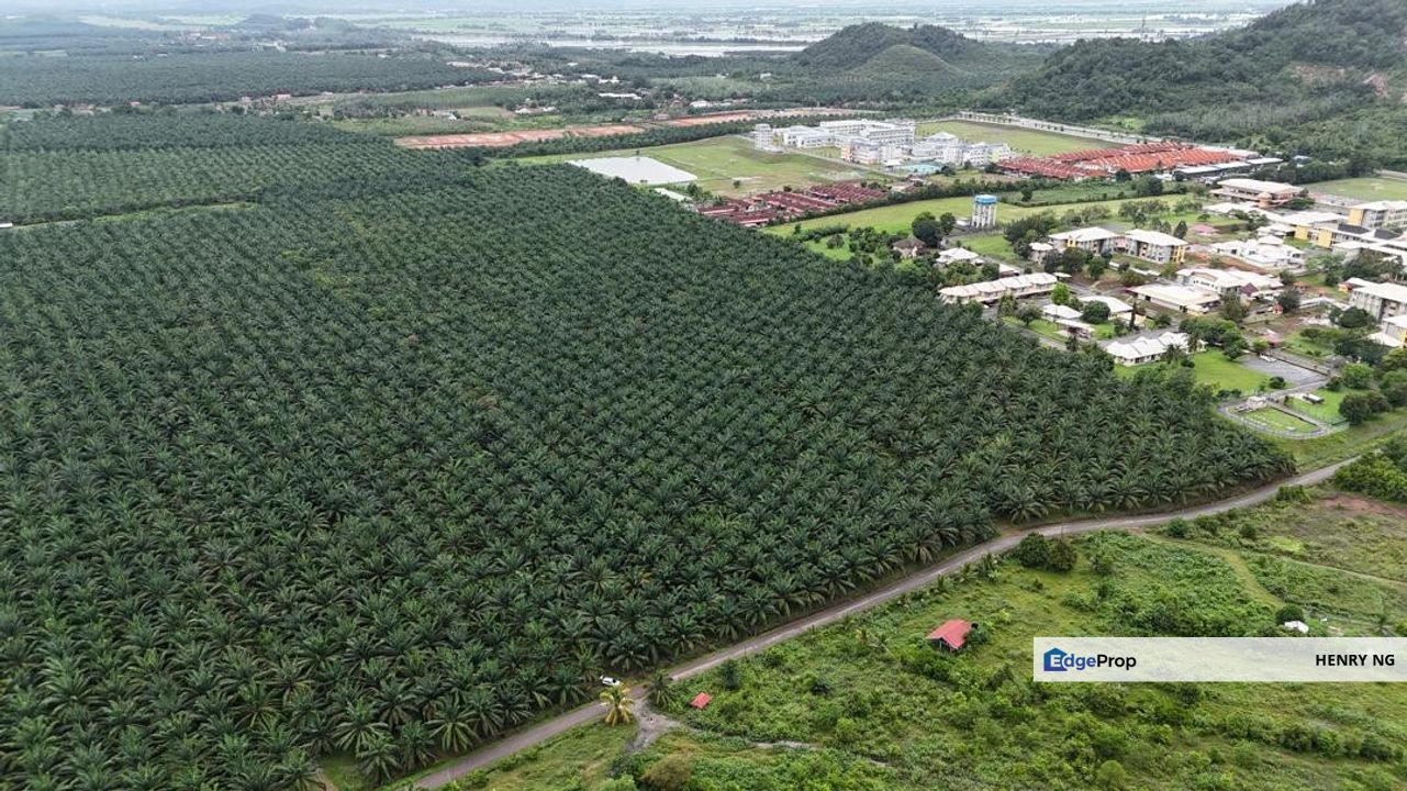 Pendang Agriculture Land For Sale, Kedah, Pendang