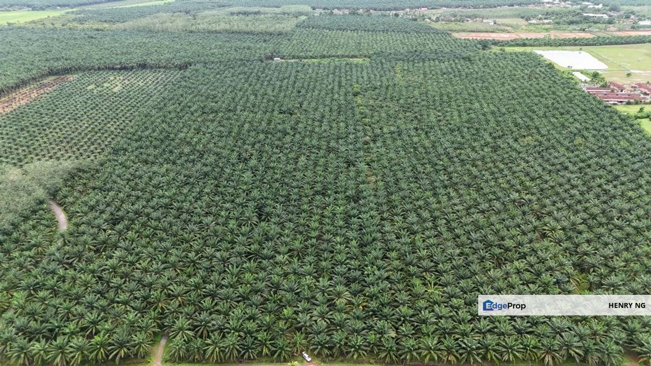 Pendang Agriculture Land For Sale, Kedah, Pendang