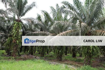 Oil Plam Agricultural Land For Sale Kulim , Kedah, Kulim